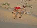 bei Jaisalmer