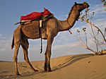 bei Jaisalmer