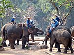 Thai Elephant Cons. C.