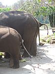 Thai Elephant Cons. C.